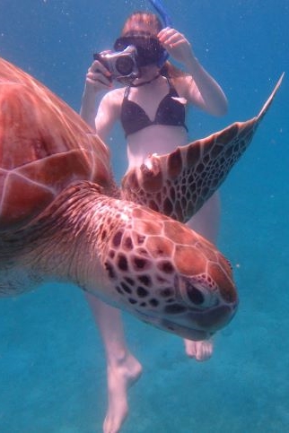 Fun, Sun, and Beach time in Barbados! Sea Turtles during boat tour.  Barbados Vacation. 