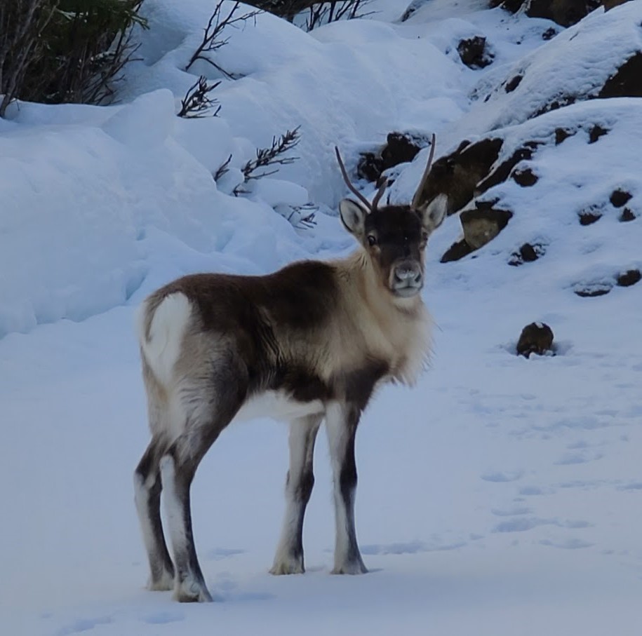 Deer Åre Sweden, Sweden Vacation, Åre Sweden