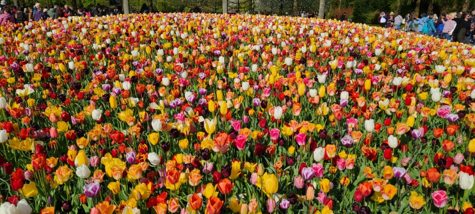 Keukenhof Tulips, Tulipfest in Netherland, get away to Amsterdam