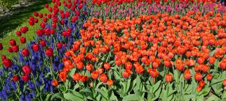 Netherland's Tulipfest