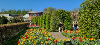 Netherland's Tulipfest