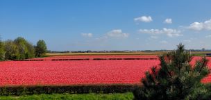 Tulip field