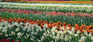 Netherland's Tulipfest