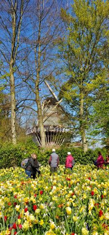 Keukenhof Windmill, Netherland's Tulipfest