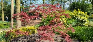 Japanese Maple