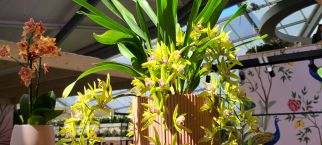 Keukenhof Orchids