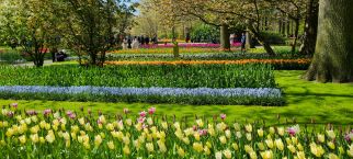 Netherland's Tulipfest