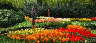 Netherland's Tulipfest