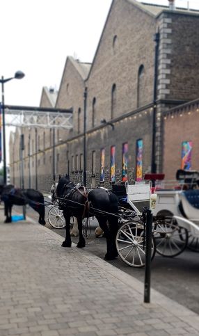 Guinness Storehouse Horsedrawn Carriages, downtown Dublin, Trip to Ireland