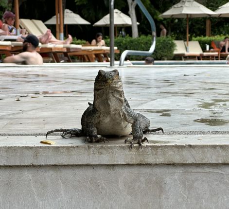 Poolside Iguana at Playa El Jobo