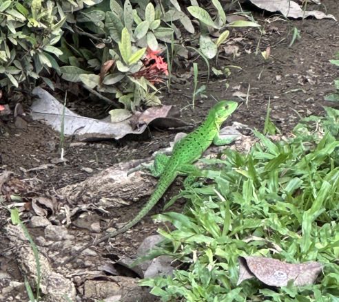 Lizard at Dreams Las Mareas