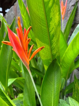 A flower at Dreams Las Mareas