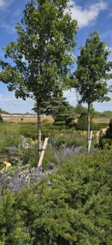 Windsor Castle -Venus Garden