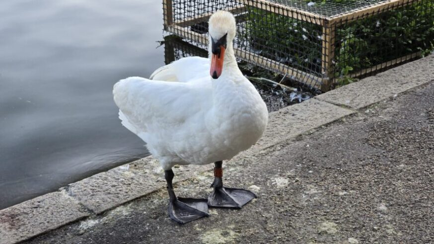 Hyde Park Swan
