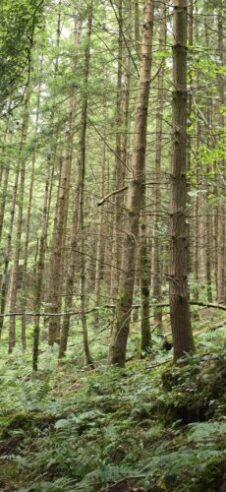 The forest