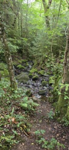 The forest