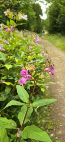 Nature in bloom along the trail