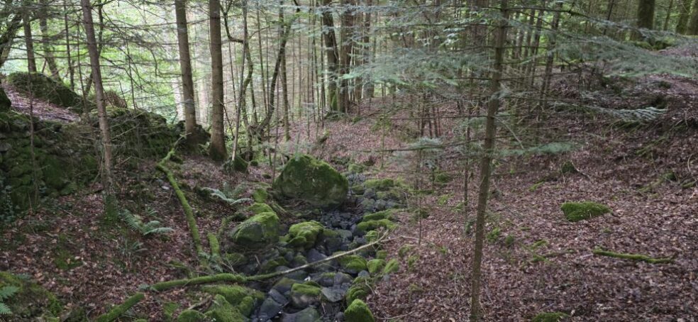 Swallow Falls Trail