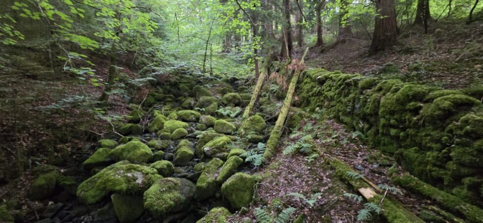 Swallow Falls Trail